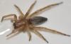 Clubiona corticalis